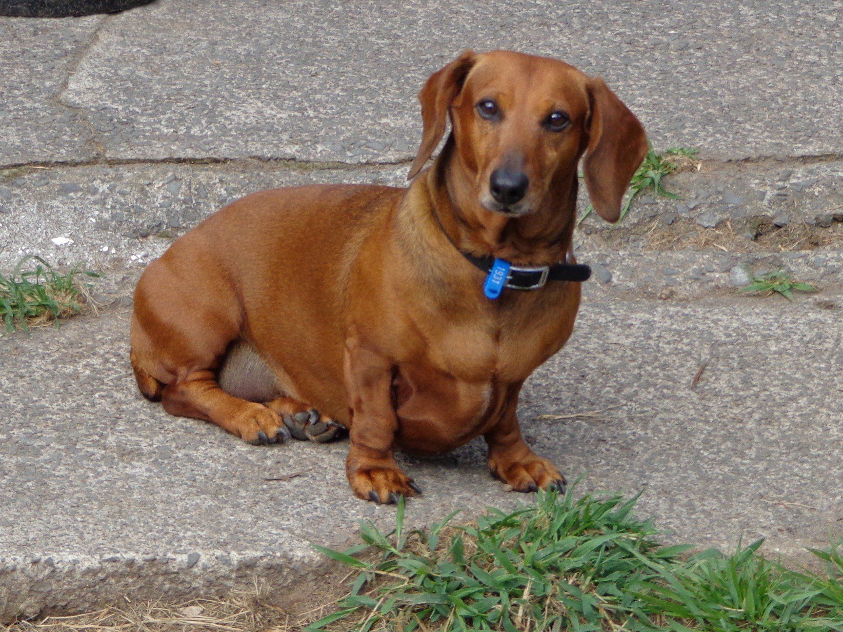 Kennel Waikato, NZ Brackendell Boarding Kennels & Cattery